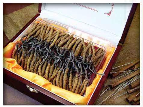 龙门镇冬虫夏草回收